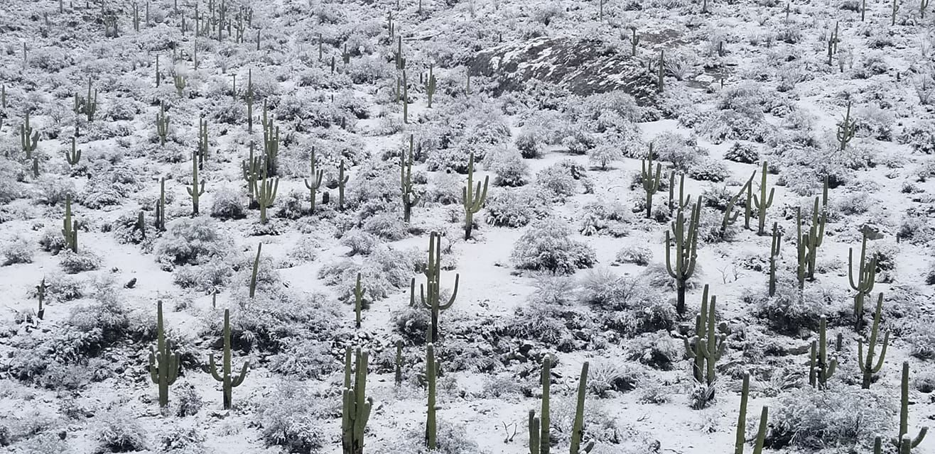 Snow in Saguaro National Park